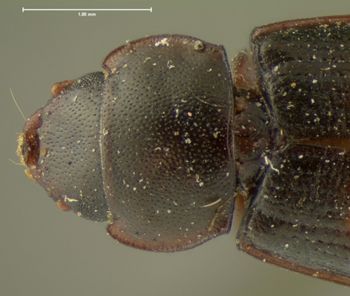 Media type: image;   Entomology 105 Aspect: pronotum dorsal
